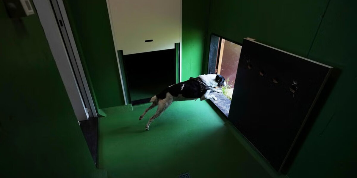 Un hôtel pour chiens 3