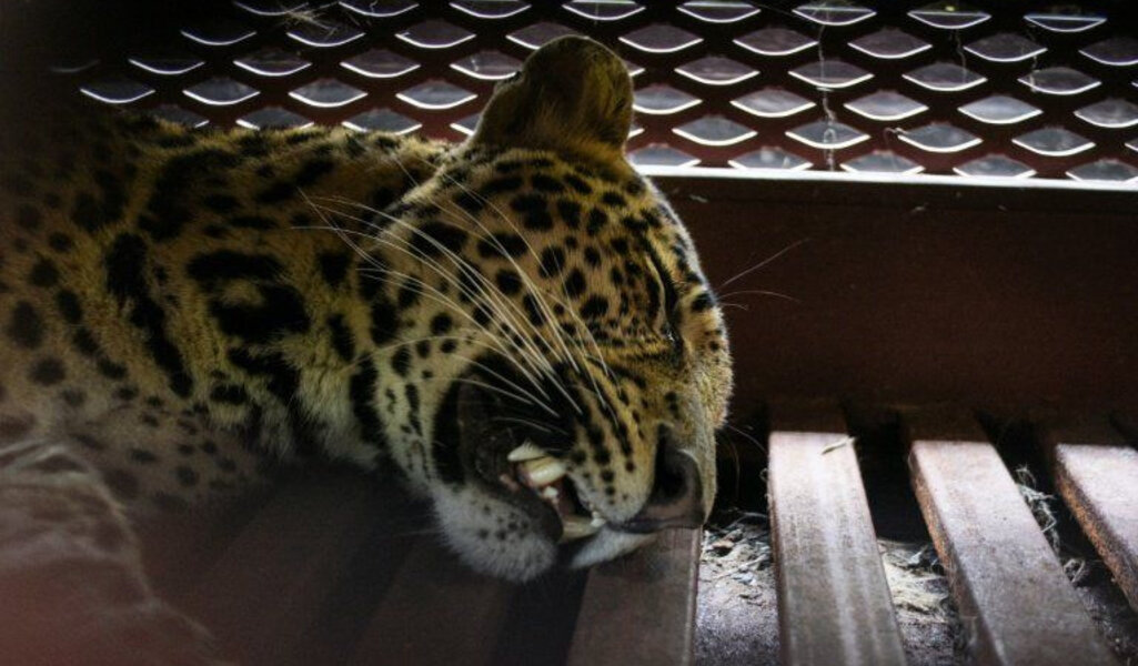 Un léopard sème la panique dans un hôtel indonésien