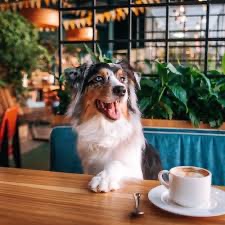 Avez-vous déjà entendu parler du “doggocino”, la boisson tendance pour les chiens ?