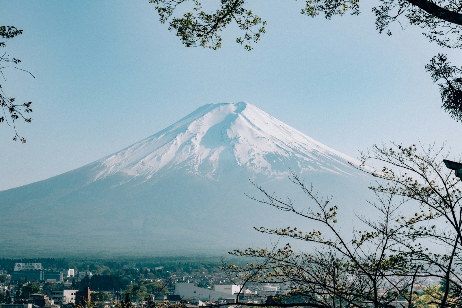 Un Juge Japonais A Condamné Le Propriétaire D'un Hôtel Chinois Pour Avoir Abattu 23 Arbres Sur La Propriété D'un Voisin, Le Qualifiant D'égoïste Et De Volontaire.